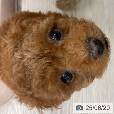 トイ・プードルの写真
