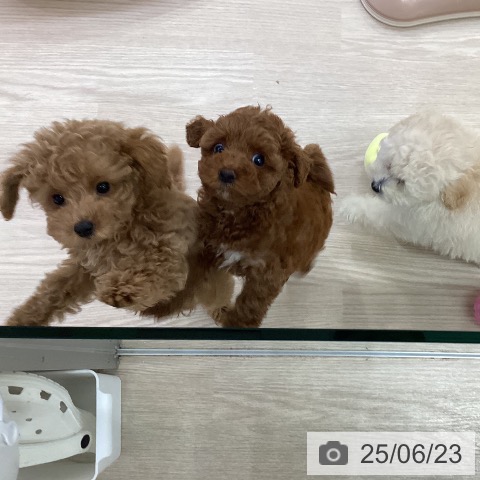 トイ・プードルの写真
