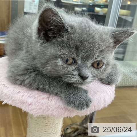 ブリティッシュショートヘアの写真
