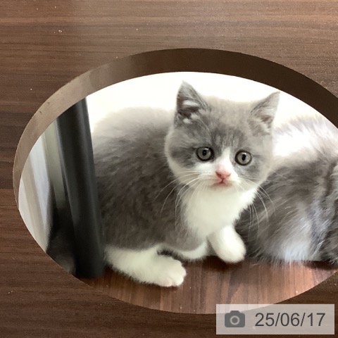 ブリティッシュショートヘアの写真