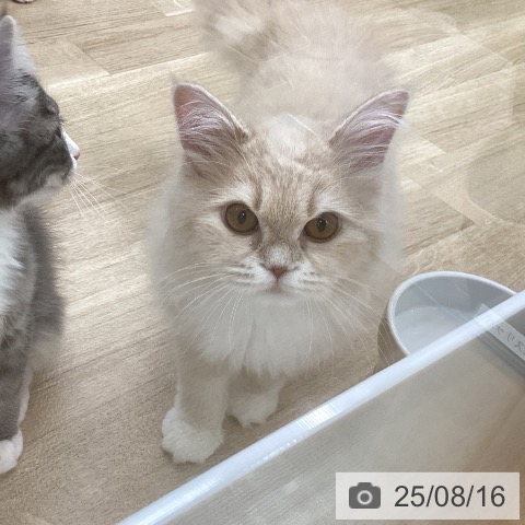 サイベリアンの写真