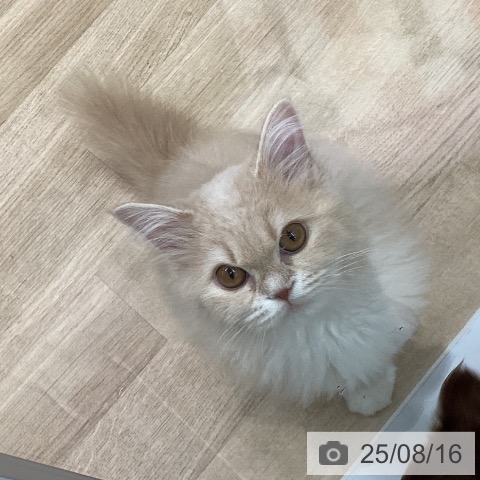 サイベリアンの写真