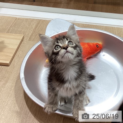サイベリアンの写真