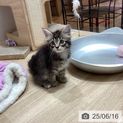 サイベリアンの写真
