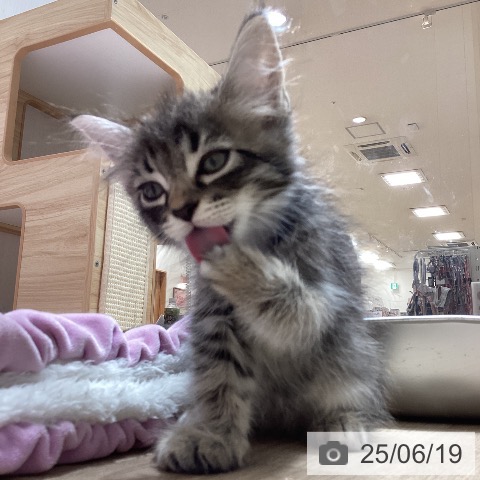 サイベリアンの写真