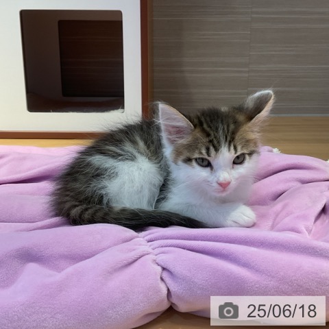 サイベリアンの写真