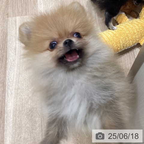 ポメラニアンの写真