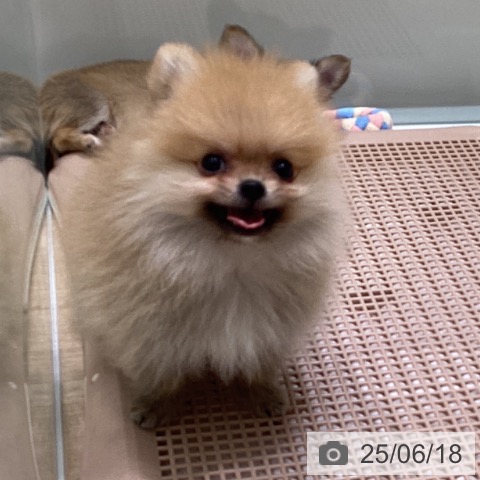 ポメラニアンの写真