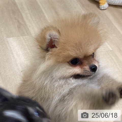 ポメラニアンの写真