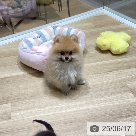 ポメラニアンの写真
