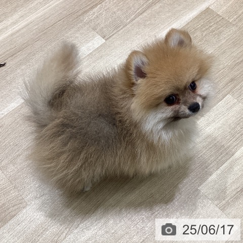 ポメラニアンの写真