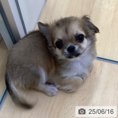 チワワの写真