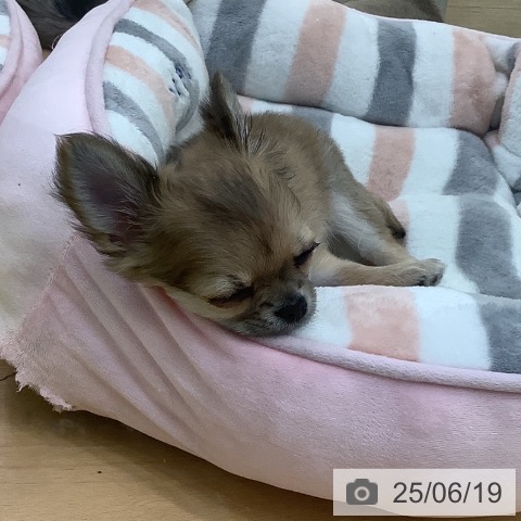 チワワの写真