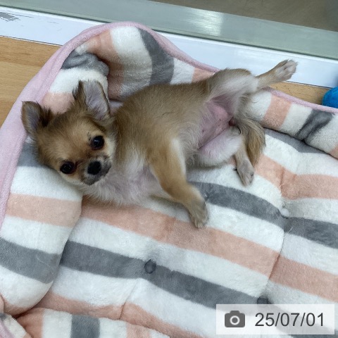 チワワの写真