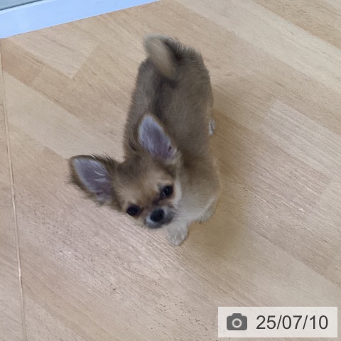 チワワの写真