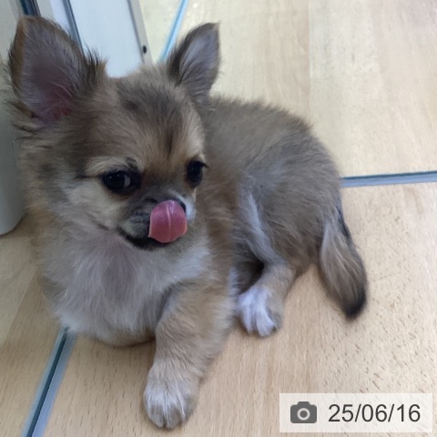 チワワの写真