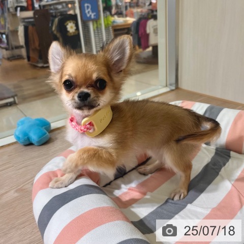 チワワの写真