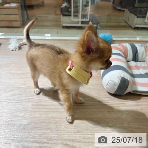 チワワの写真