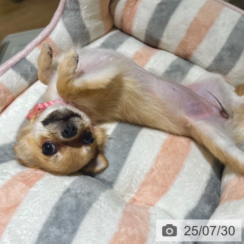 チワワの写真