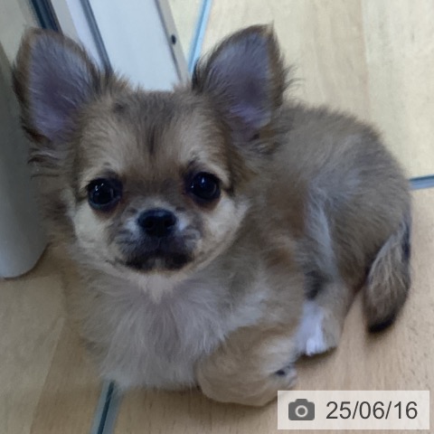 チワワの写真
