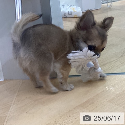 チワワの写真