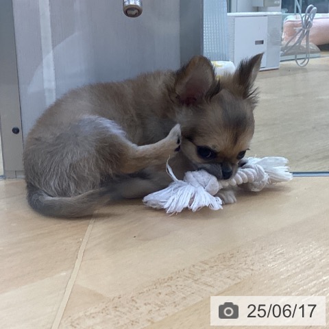 チワワの写真