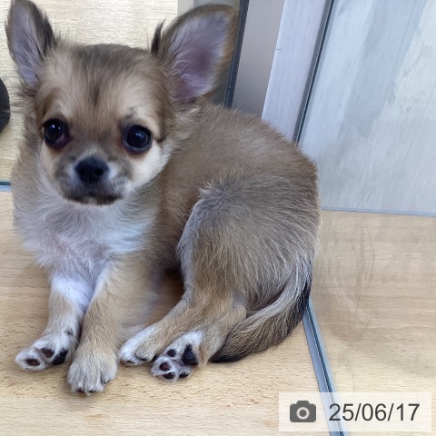 チワワの写真