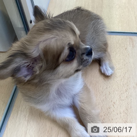 チワワの写真