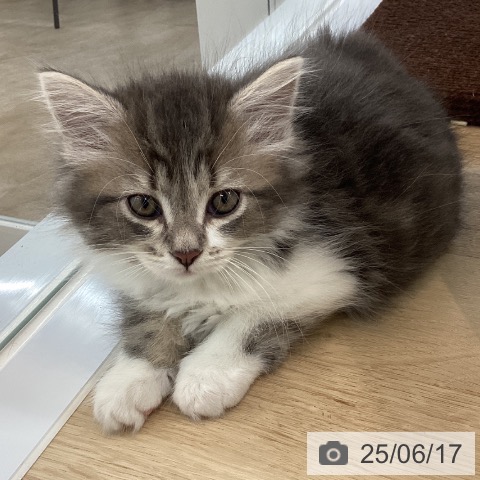 サイベリアンの写真