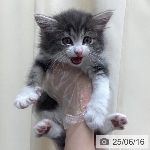 サイベリアンの写真