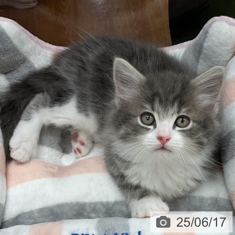 サイベリアンの写真