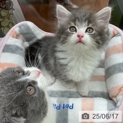 サイベリアンの写真