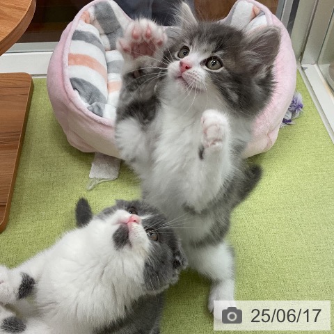 サイベリアンの写真