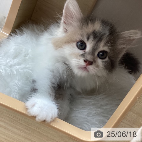 サイベリアンの写真