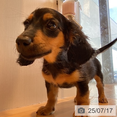 ミニチュア・ダックスフンドの写真