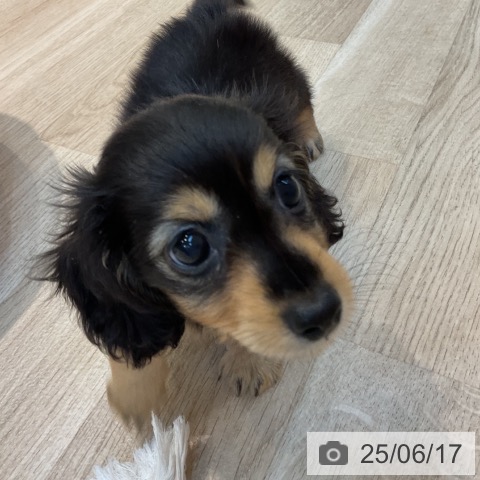 ミニチュア・ダックスフンドの写真