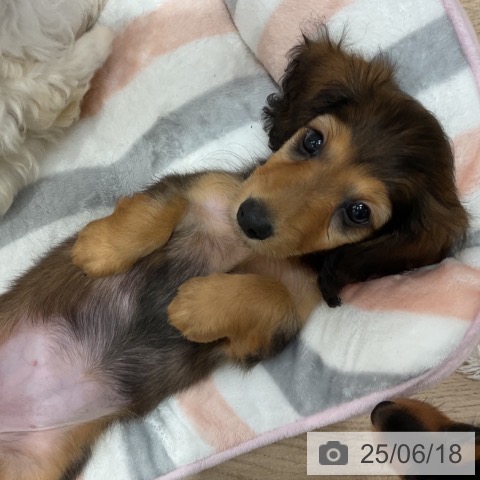 ミニチュア・ダックスフンドの写真