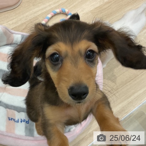 ミニチュア・ダックスフンドの写真