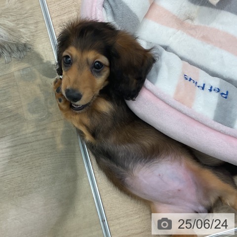 ミニチュア・ダックスフンドの写真