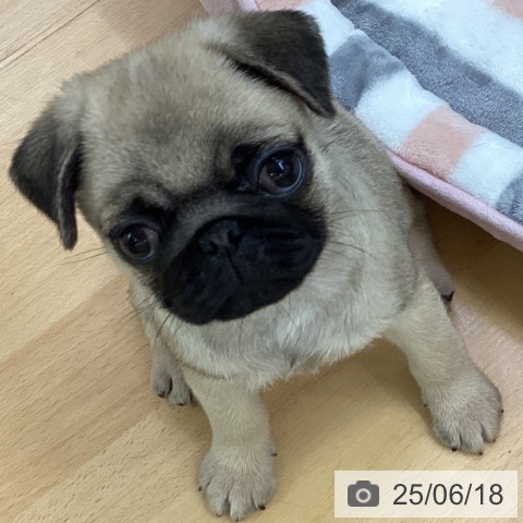 パグの写真