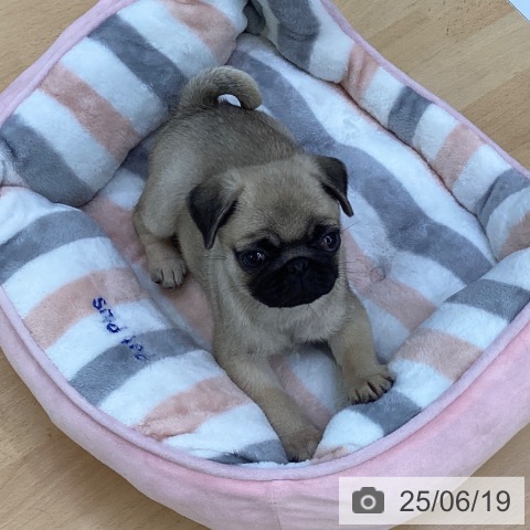 パグの写真
