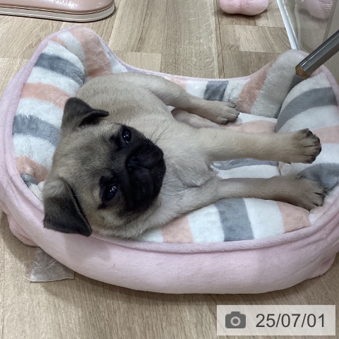 パグの写真