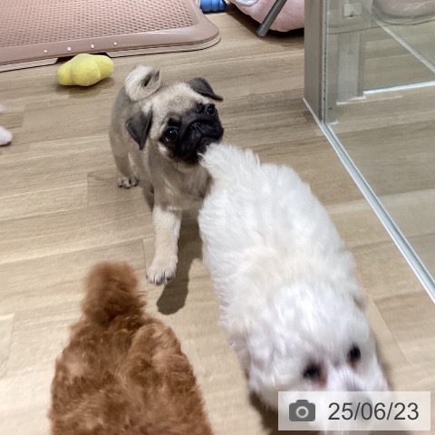 パグの写真