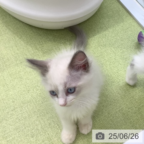 ラグドールの写真