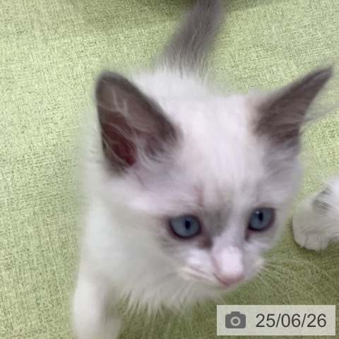 ラグドールの写真