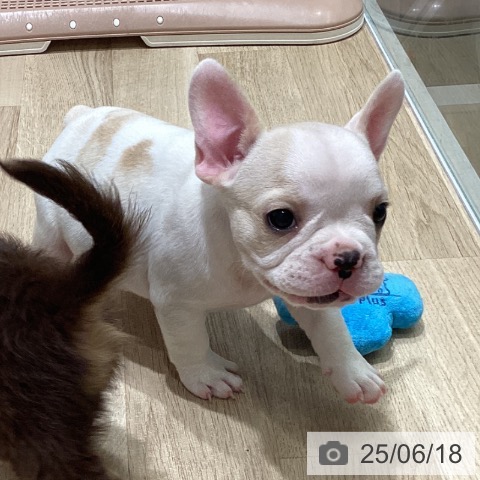 フレンチ・ブルドッグの写真