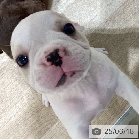 フレンチ・ブルドッグの写真