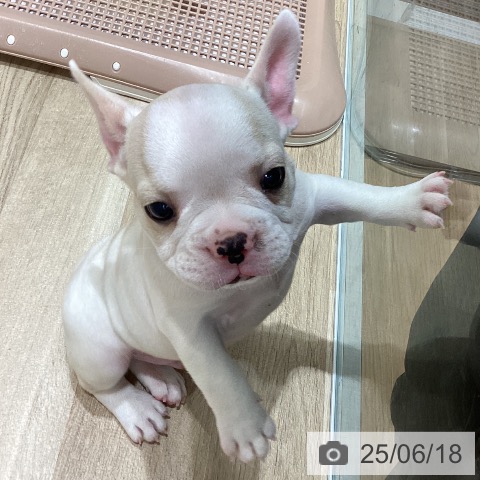 フレンチ・ブルドッグの写真