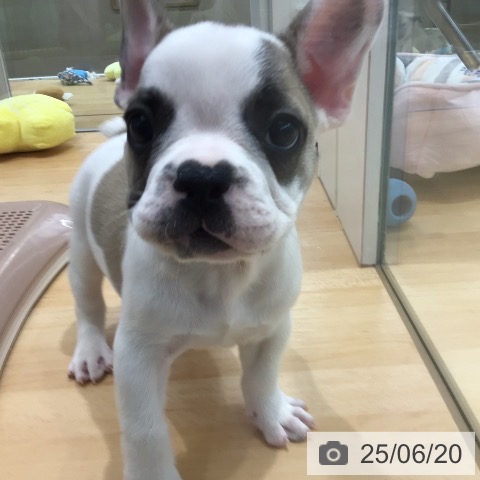 フレンチ・ブルドッグの写真