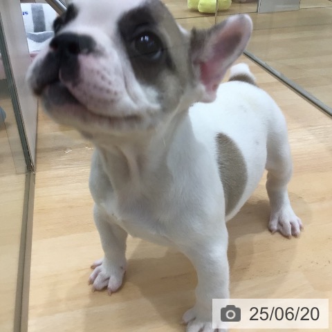 フレンチ・ブルドッグの写真